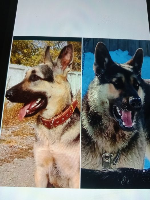 Вео очварка для вязка.