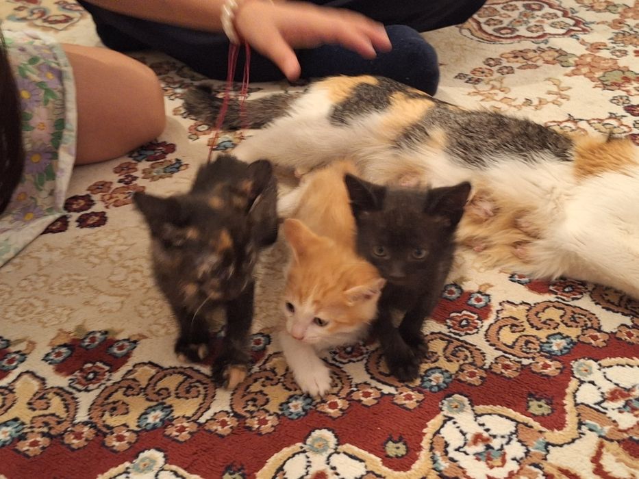 Тегін мысықтар үшеу