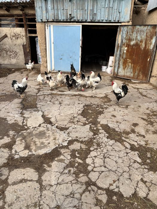 Куры срочно продам