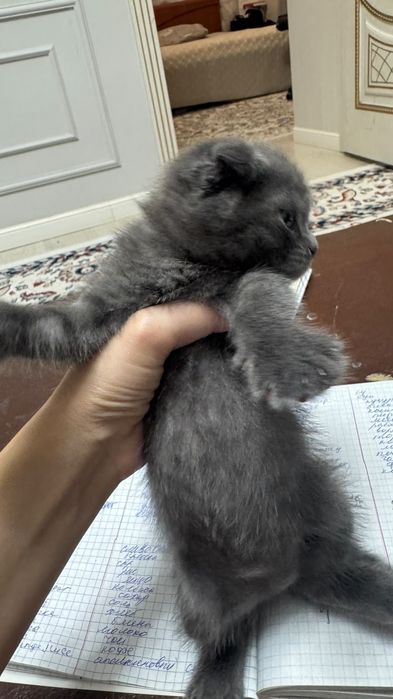 Продается шотландская висловхая