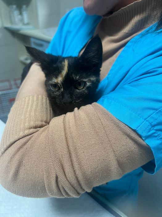 Donez pisica pentru adoptie (femela, 3 luni)
