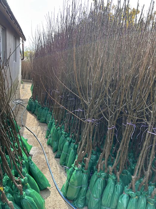 Pomi Fructiferi Ambalați Certificați Pentru Revânzare