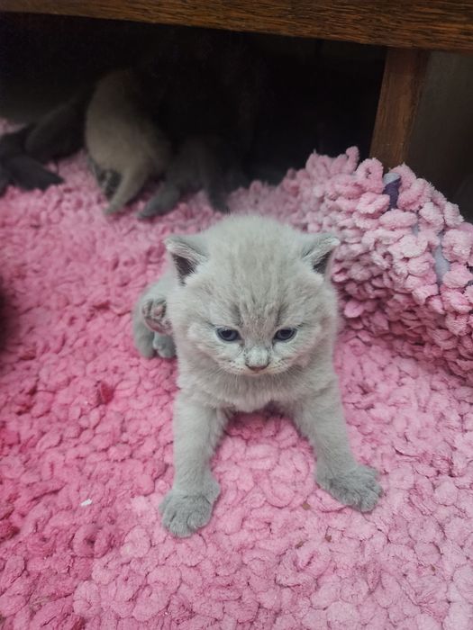 Британцы родители свои 100% правильная вязка