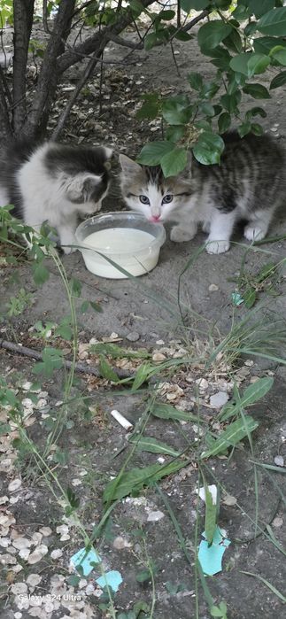 Отдам бесплатно котят