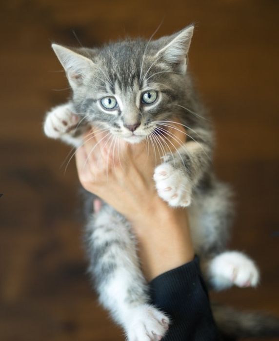 Котёнок  в добрые руки