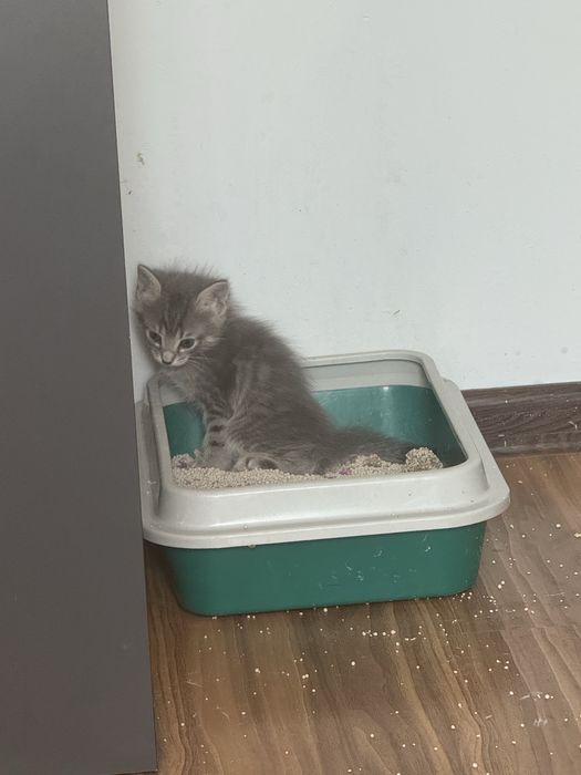 Отдам котят в добрые, любящие руки