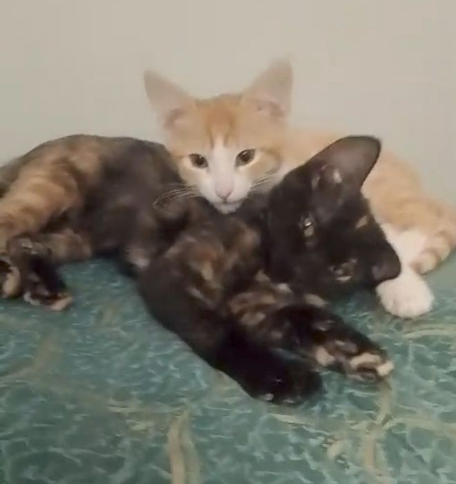 Отдам котят в хорошие руки
