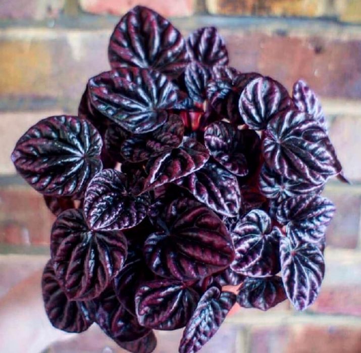 Цветы для офиса и дома