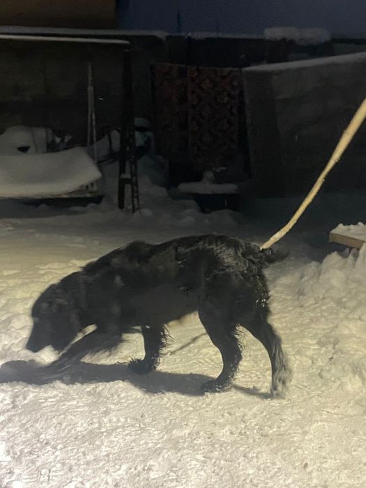 Продам русского спаниеля