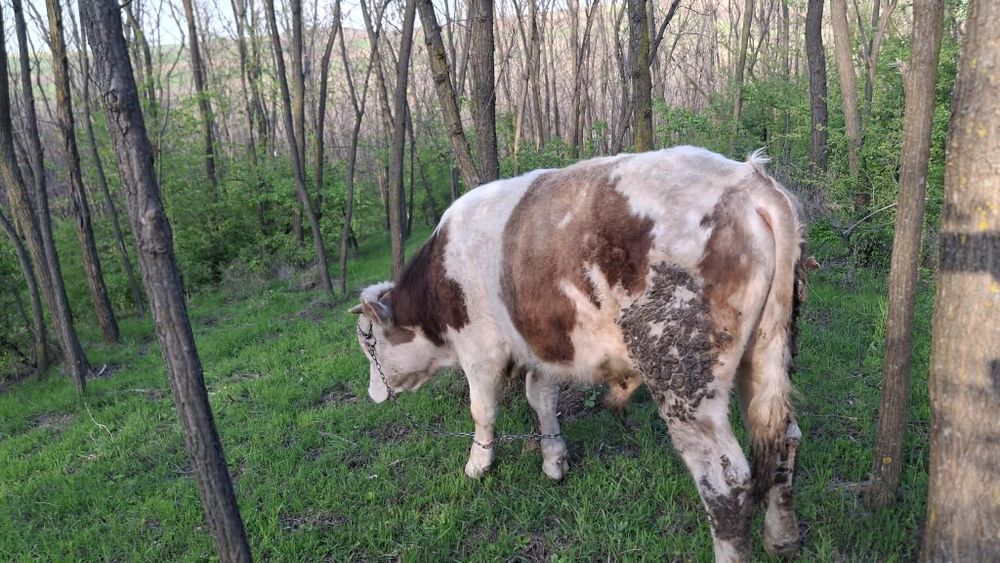 Vand vițel negociabil!!