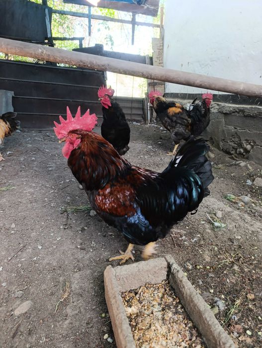 Продаются домашние петухи