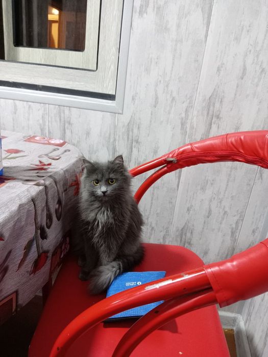 Кошка небелунь пародистая