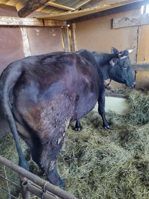 Vand vaca cu doi vitei