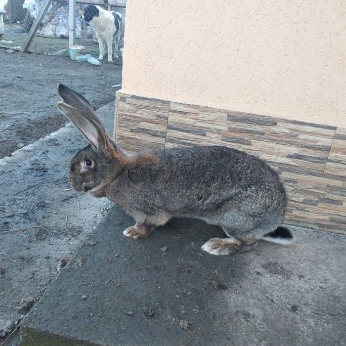 Vînd Femela și mascul uriaș german gri