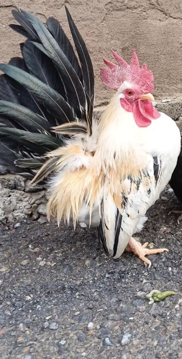 Шабо молодой активный