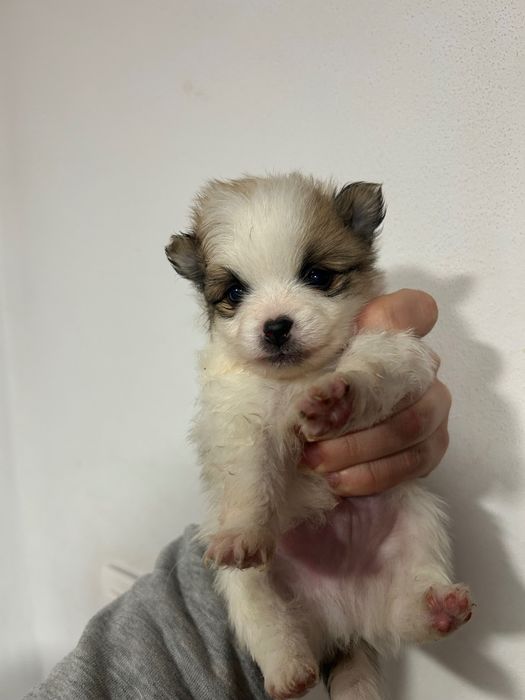 Мини померан шпиц