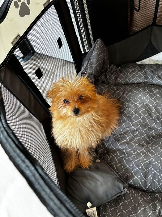 Женска  Кръстоска между пудел и померан