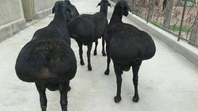 Qassob xizmati , qoy bor