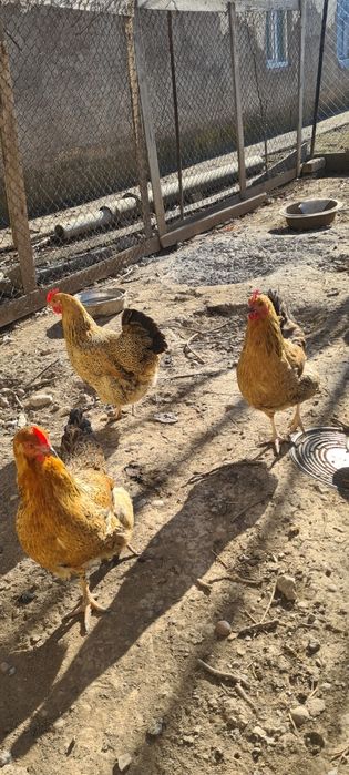 яица жұмыртқа Кучински