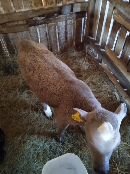 Продам телят разных