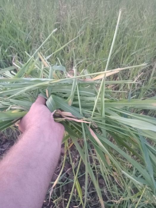 Сено суданка этого года