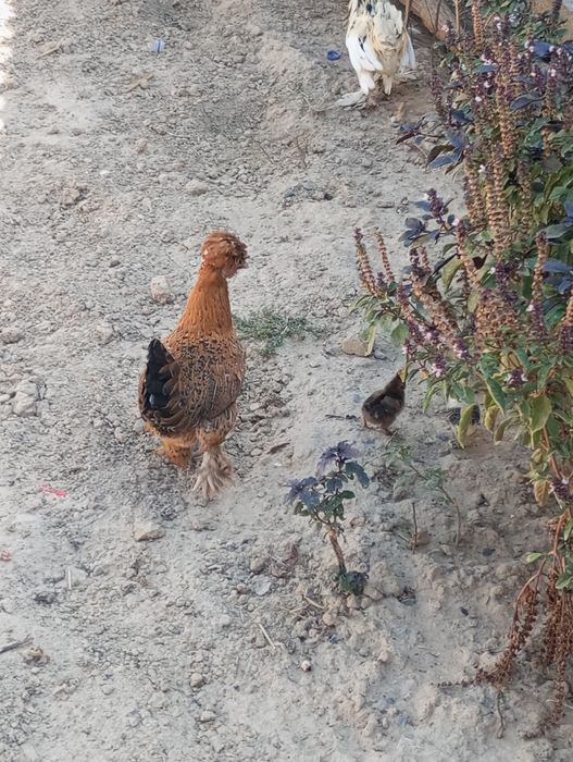 Ona, ota va qiz jinsiy aloqada bolishdi.