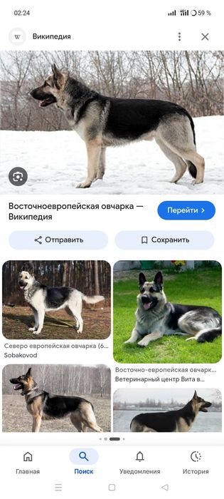 Ищет невесту .вязка, можно даже девочку немецкой овчарки.