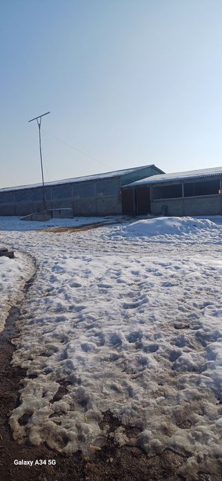 Откорм сатылады   120