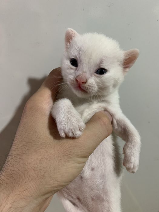 watlanskiy muwukchala