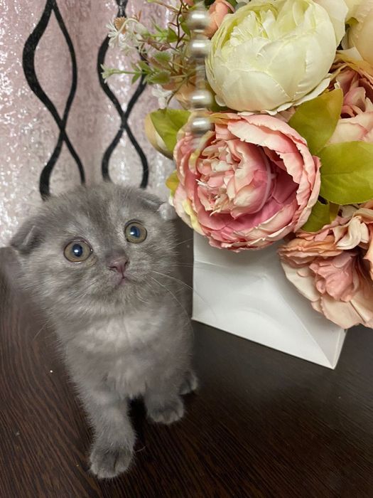 Котята скоттиш фолд