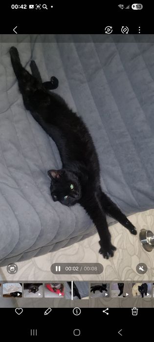 Малыш ищет дом. Доставлю!