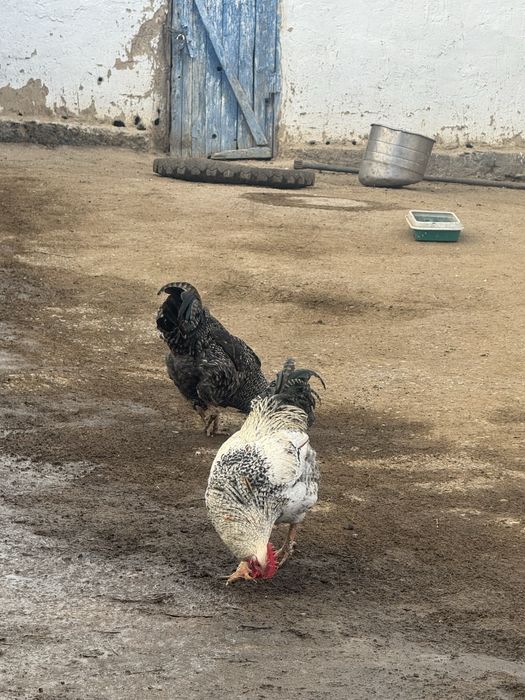 Әтеш сатылады 9 айлық