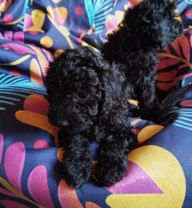 Mini poodle/Мини пудел