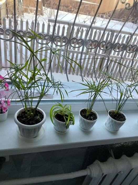 Цветок комнатный водохлеб