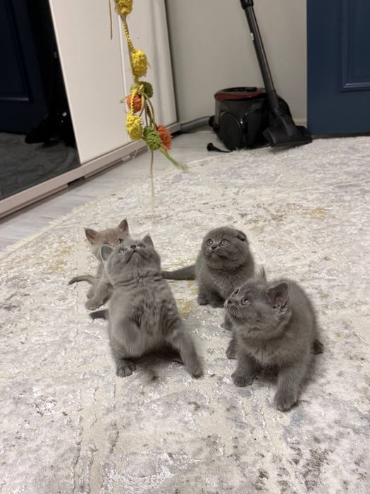 Котята Британцы Британ мушукчалари