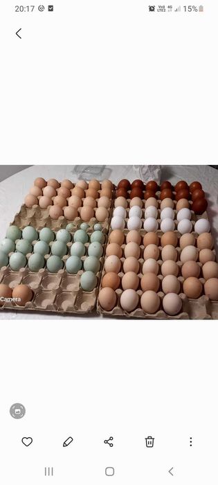 Oua pt incubat australop negru/ albastru