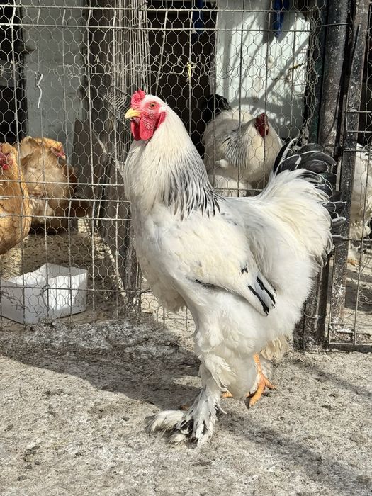 Cocos Brahma Herminat deschis 10 luni