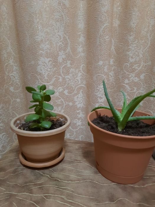 Комнатные растения разные продам.