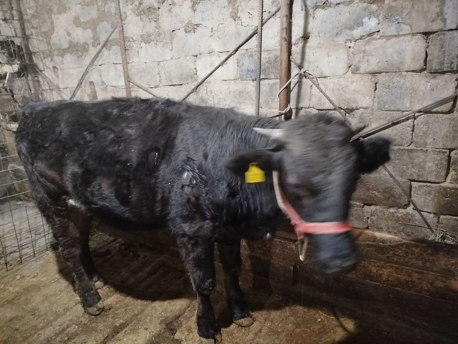 Буқа піштірілген 2жасар