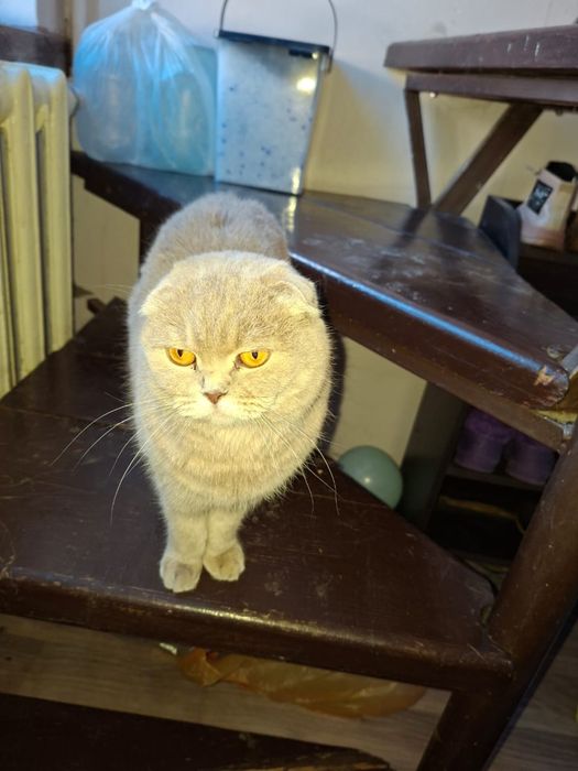 В дар Вислоухая британка