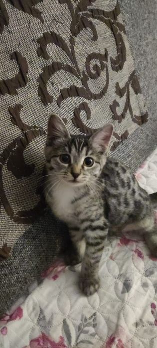 Кошечка Муся Бесплатно