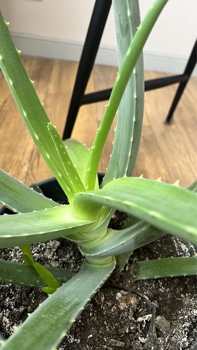 Алоэ лечебный с горшком