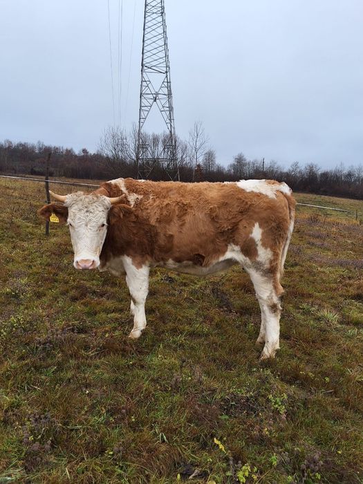 Vand doua juninci gestante si un tauras