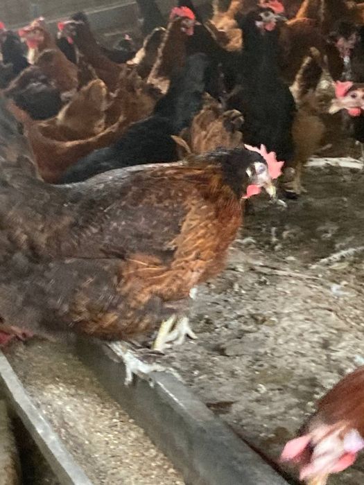 Yosh ayollar keksa erkaklar bilan porno