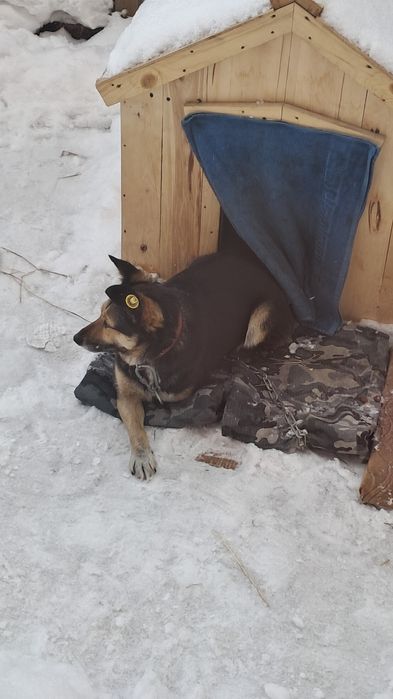 собака,трёхлапая потерялась