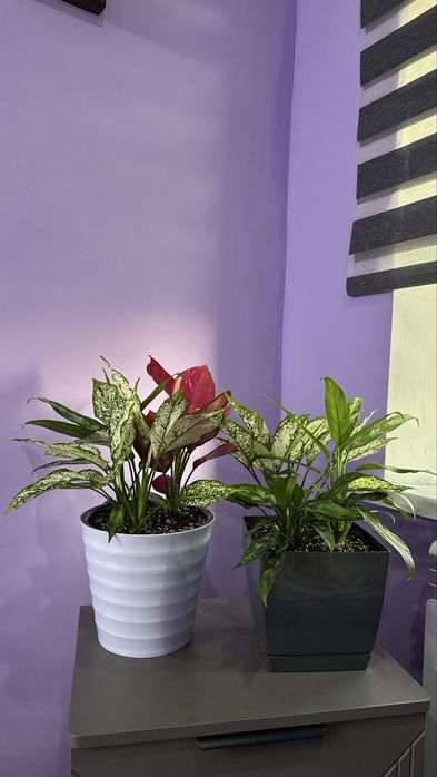 Аглоанема, ухоженные