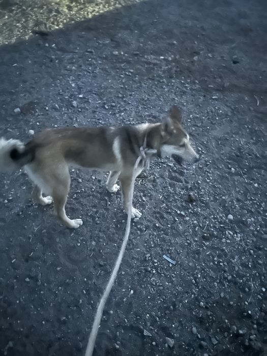 Кобел лайка щенок годавалы