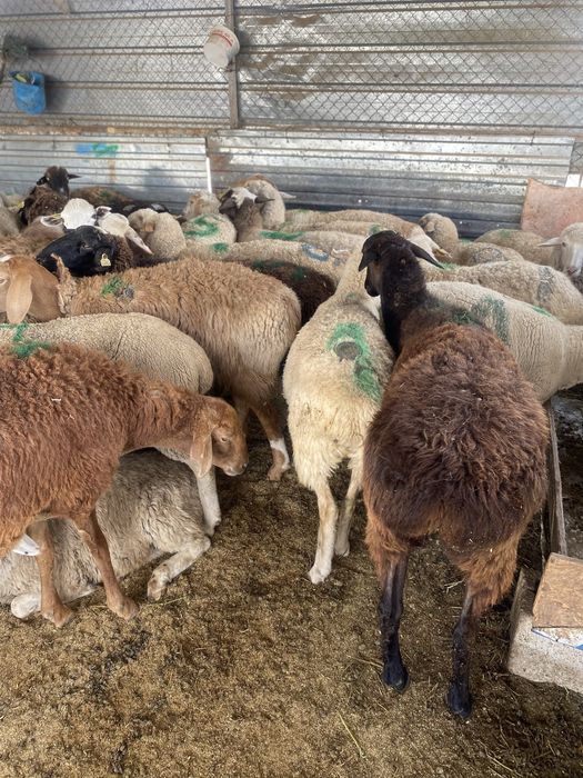 Қой / тоқты сатылады отборный семіз