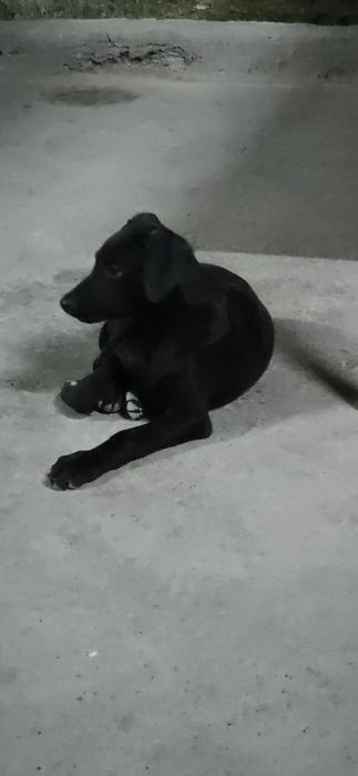 Продам щенки доберман 1 девочки и 3 мальчик девочки остались 2 месячны