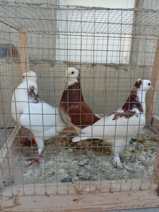 Каптарлар сотилади